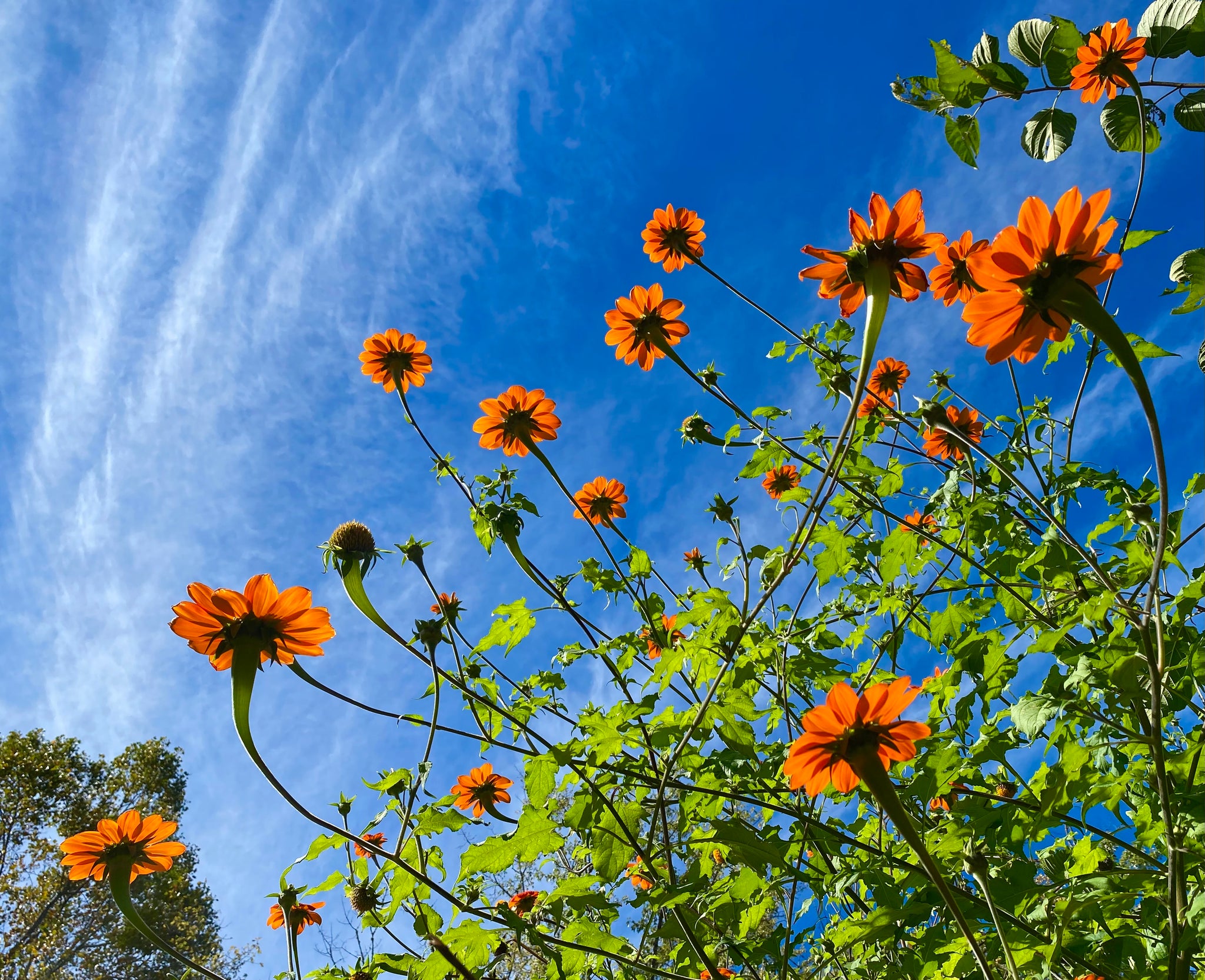 mexican sunflower seed planting Tithonia (Mexican Sunflower) – Kids Seed Co