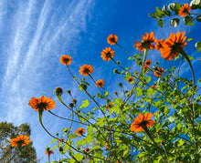 Tithonia (Mexican Sunflower)