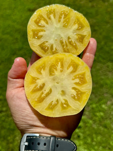 Tomato (Spanish White Tomato)