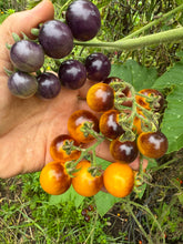 Tomato (Blue Goldberry Tomato)