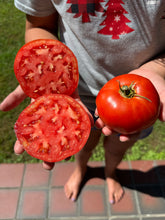 Tomato (Cold Mountain Tomato)