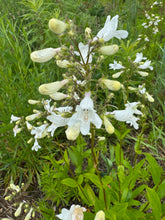 Foxglove Beardtongue