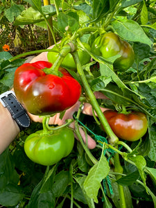 Pepper (Sweet Round of Hungary Pepper)