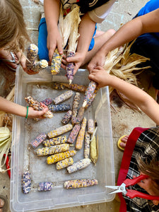 Corn (Glass Gem Corn)