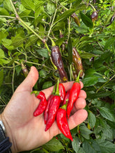 Pepper (Hot Thai Purple Pepper)