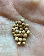 Cilantro
