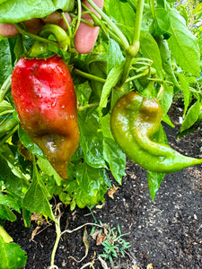 Pepper (Sweet Balkan Pepper)