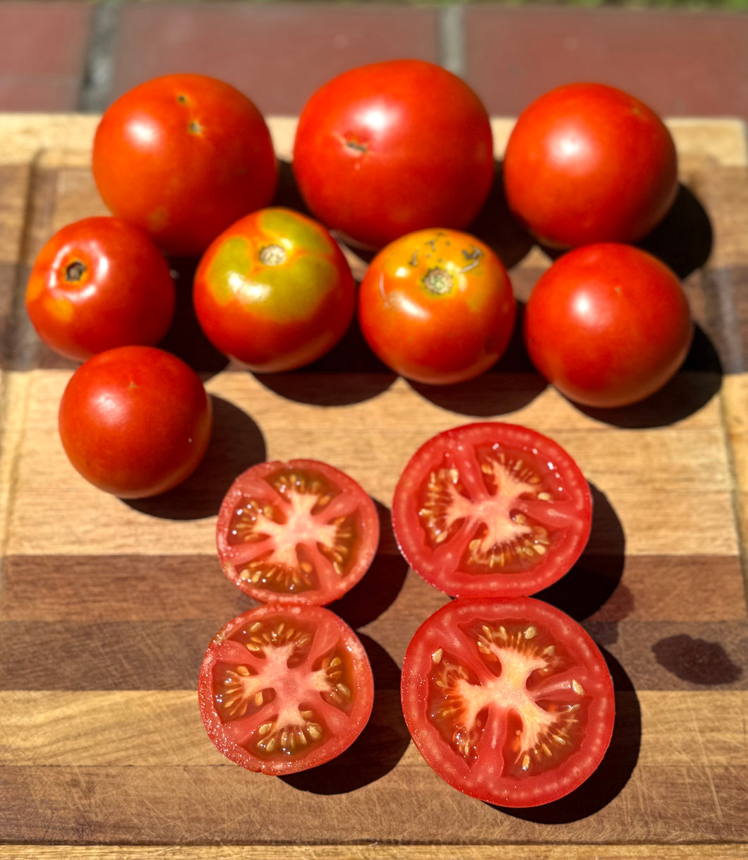 Tomato (Potager de Vilvoorde Tomato)
