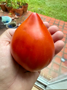 Tomato (Téton de Vénus, Venus Nipple Tomato)