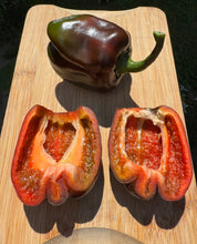 Pepper (Sweet Petit Carré de Nice Pepper)
