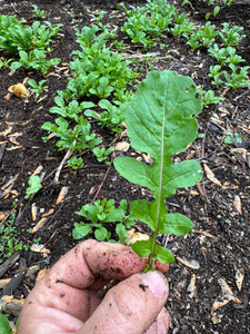 Arugula/Rocket