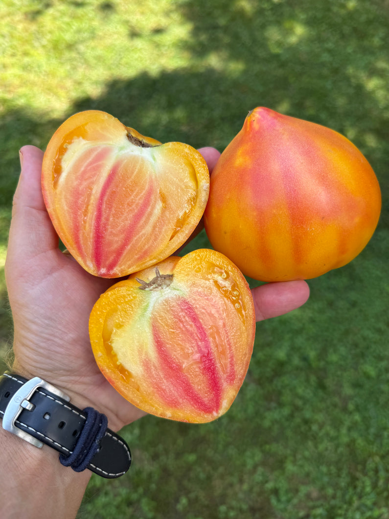 Tomato (Coeur de Boeuf Jaune Tomato)