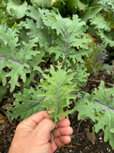 Kale (Spanish and Hungarian)