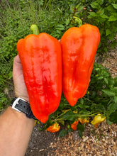 Pepper (Sweet Szentesi Pepper)