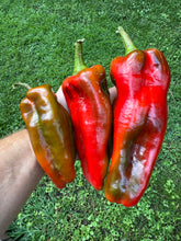 Pepper (Largo de Reus Sweet Pepper)
