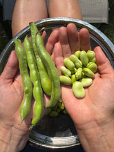 Fava Bean