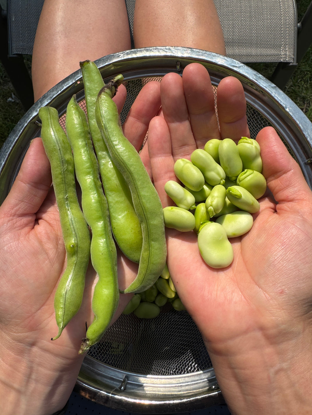 Fava Bean