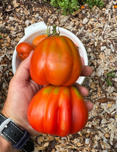 Tomato (Italian Assisi Tomato)