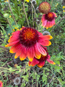 Blanket Flower / Firewheel Flower