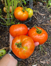 Tomato (Wood's Famous Brimmer)