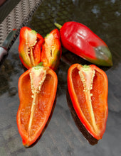 Pepper (Sweet Balkan Pepper)