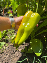 Pepper (Goccia D'Oro Pepper)