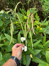 Bean (Lowcountry Black-eyed Pea)