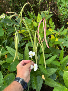 Bean (Lowcountry Black-eyed Pea)