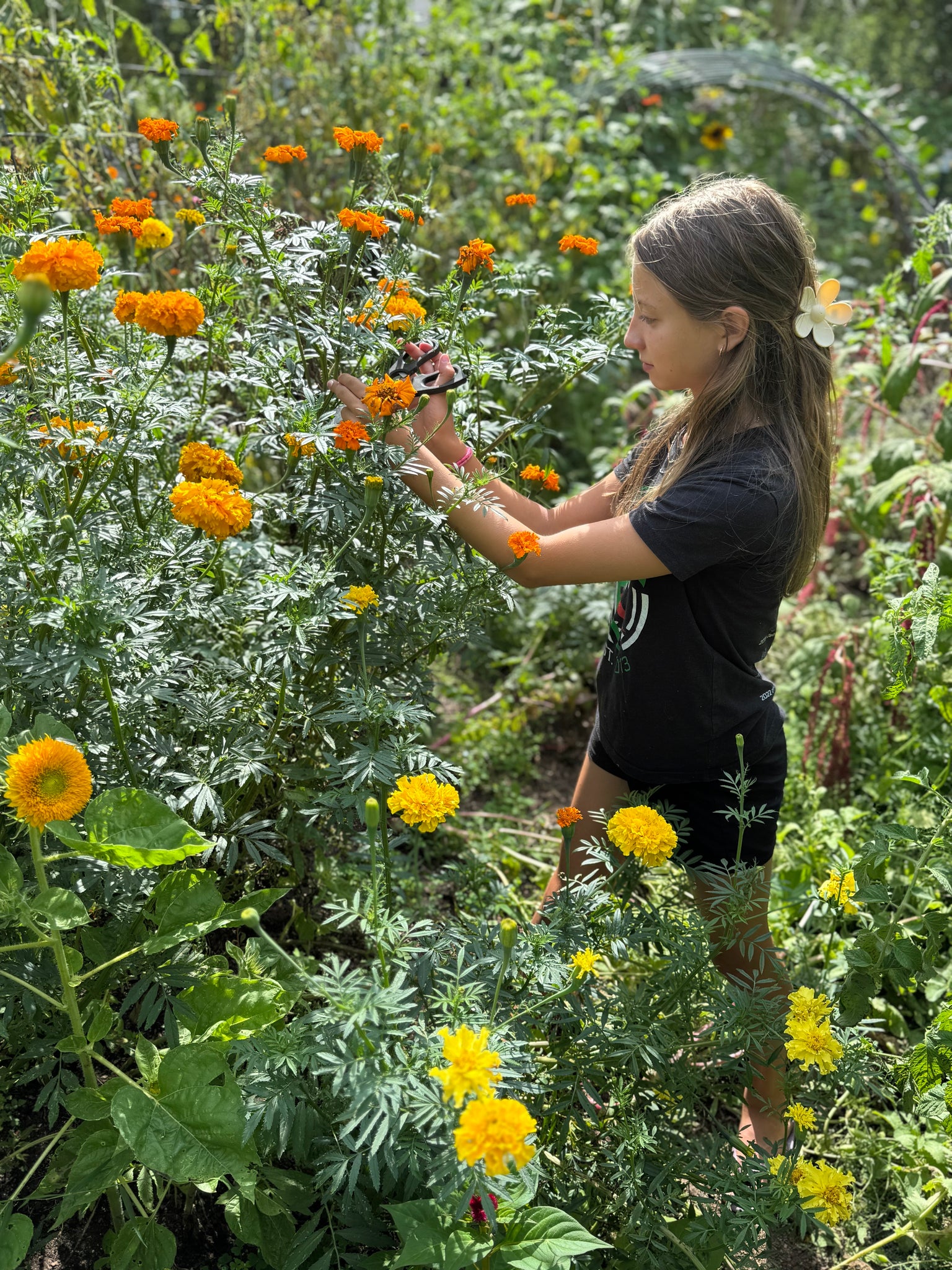 mexican marigolds seeds Mexican Marigold (Cempasúchil) – Kids Seed Co