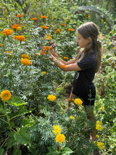 Mexican Marigold (Cempasúchil)