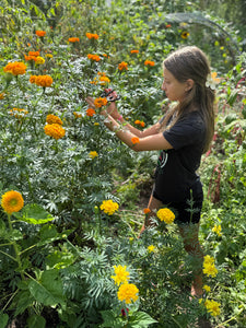 Mexican Marigold (Cempasúchil)