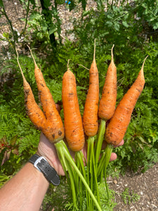 Carrot (Parisian potager)