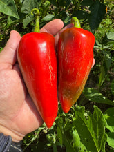 Pepper (Kapia Sweet Pepper)