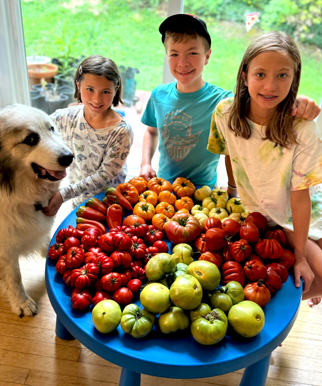 Tomato (Mystery Tomato Seed Packet)