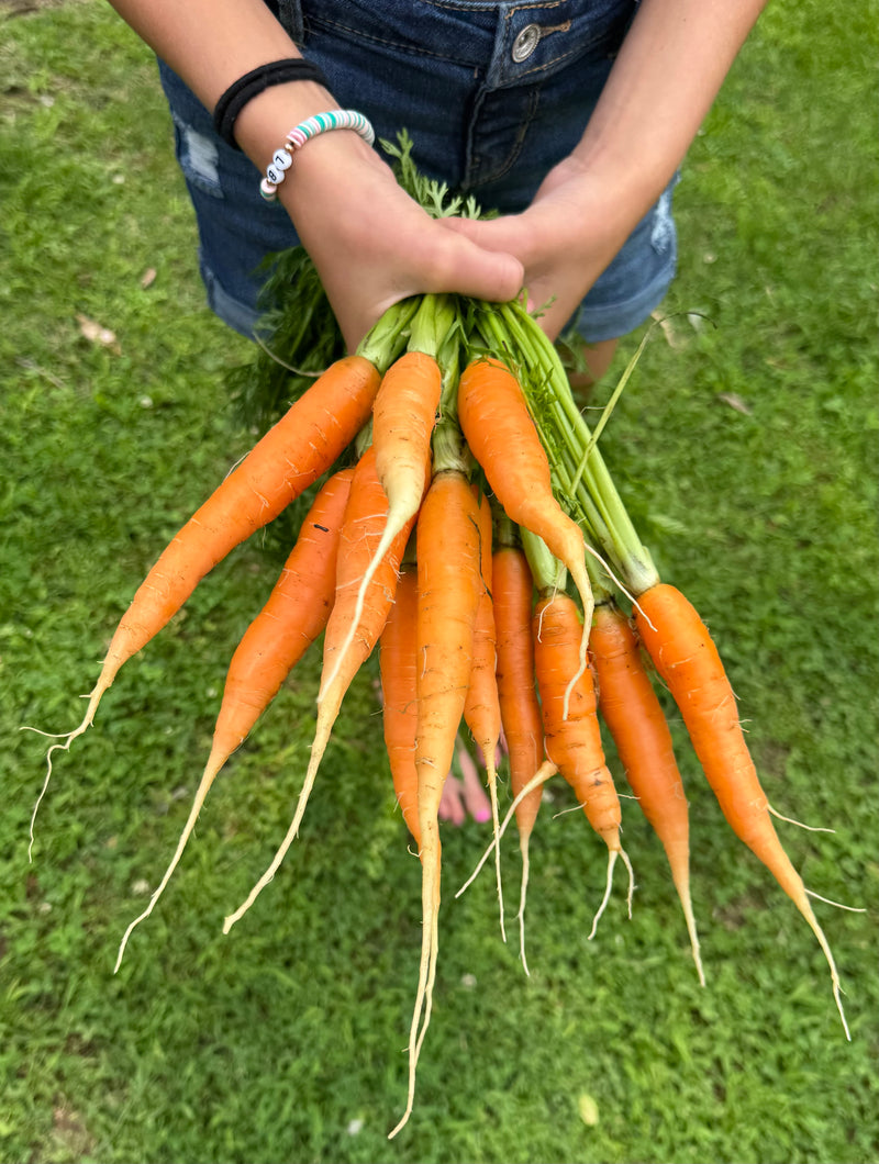 Carrot (Parisian potager)