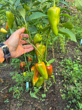 Pepper (Kapia Sweet Pepper)