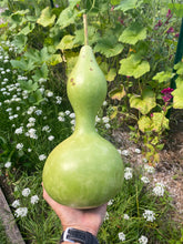 Birdhouse Gourd / Bottle Gourd