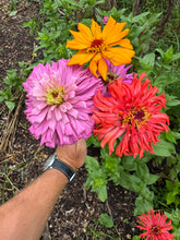 Zinnia (Cactus Zinnia)