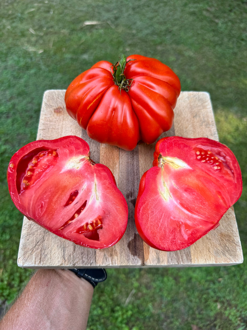 Tomato (Cuor di Bue Albenga Tomato)