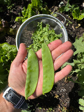 Snow Peas (Mangetout)