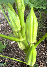 Okra (Geechee White Okra)