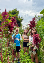 Amaranth (Big Burgundy)