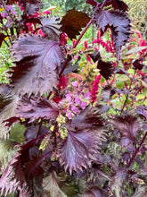 Purple Shiso