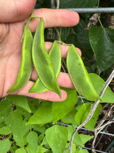 Bean (Christmas Lima Bean)