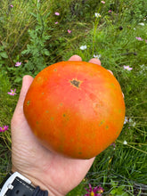 Tomato (Bacon, Lettuce & This Tomato)