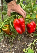 Pepper (Tendre de Châteaurenard Pepper)