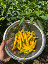 Pepper (Sarit Gat Hot Pepper)🔥🔥