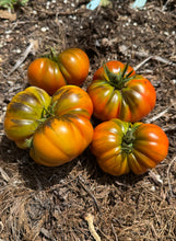 Tomato ( Saint Vincent de Paul Tomato)