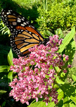 Milkweed (Swamp Rose Milkweed)