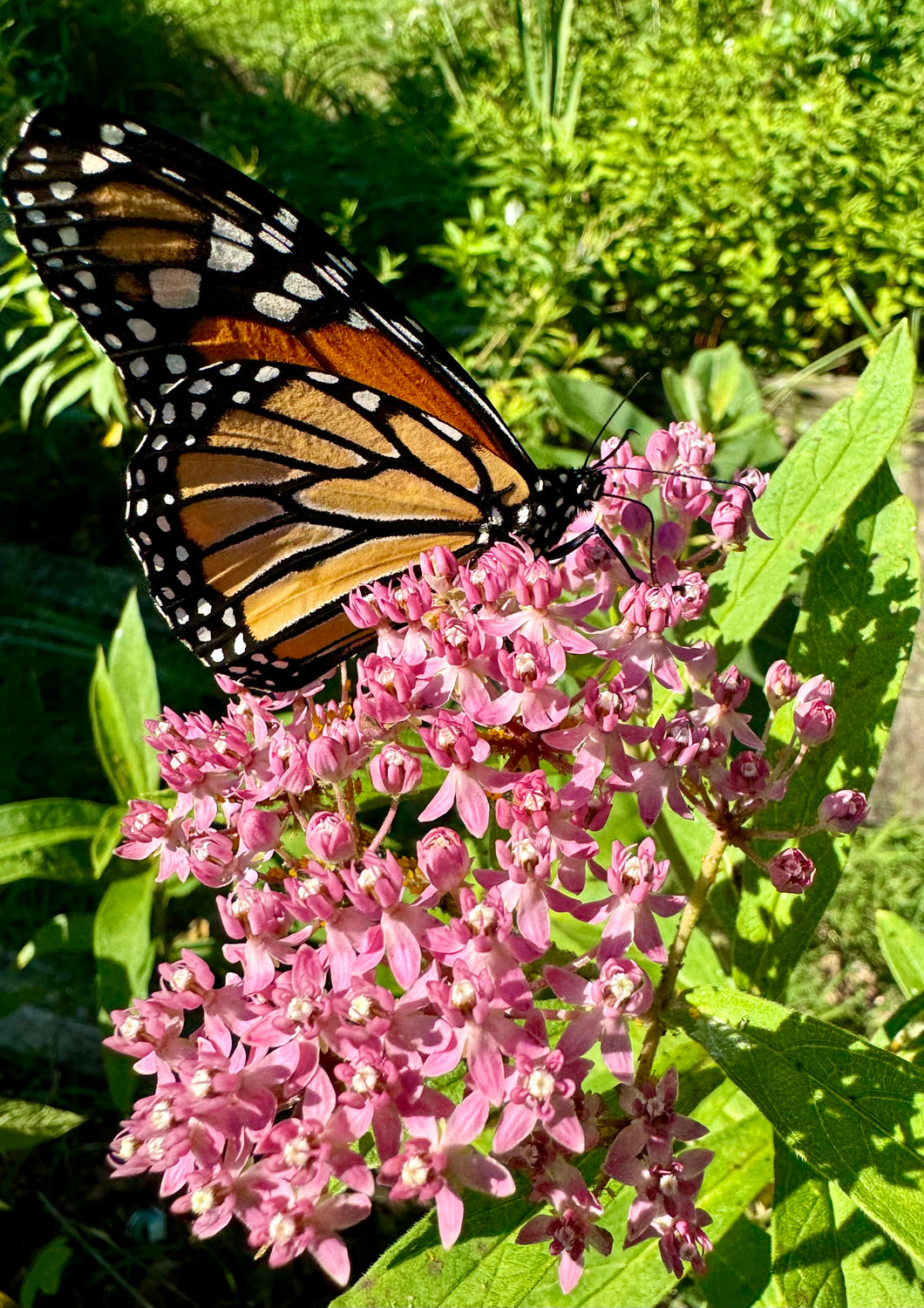 Milkweed (Swamp Rose Milkweed)